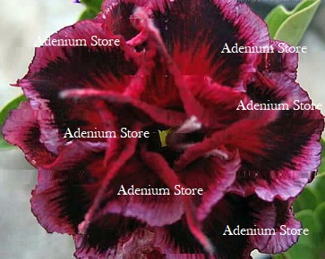 Adenium Obesum Triple Eiffel Tower 5 Seeds